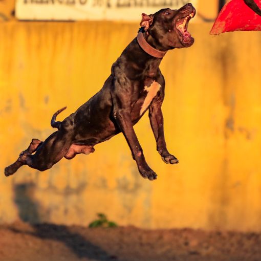 Capa do evento D.A. Dog Athletics Etapa 2