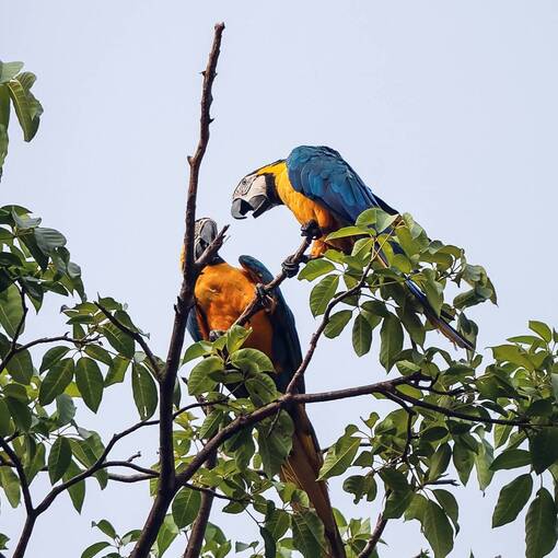 Copertura dell'evento TARDEZINHA