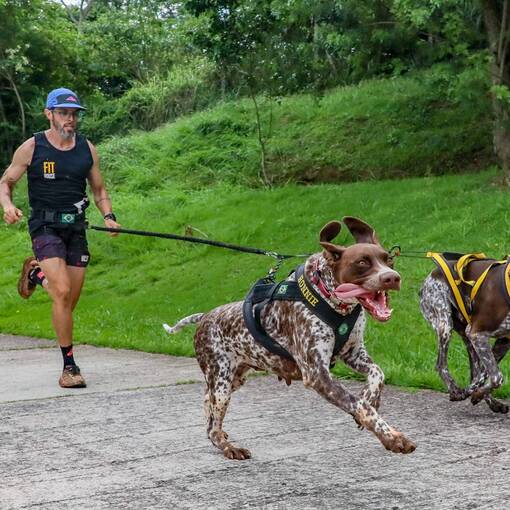 Event cover Workshop Inicia��o ao Canicross - Parque Jequitib�