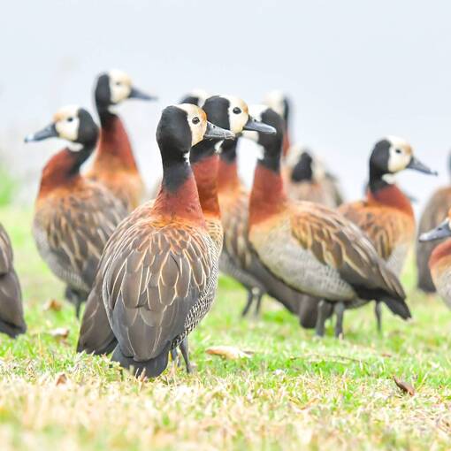 Portada del evento Pq Dom Quixote - quinta feira - Sorocaba 