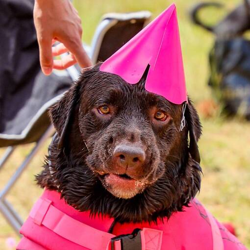 Event cover Cani Swim - N�ver dos Cani G�meos Kimo & Maya