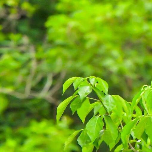 Event cover Avenida Dom Aguirre s�bado Sorocaba