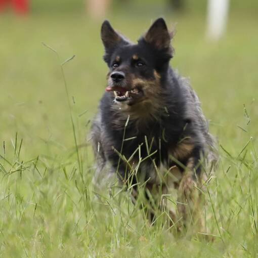 Copertura dell'evento Fotos Treino Parque Da Cidade Bras�lia - 01/02