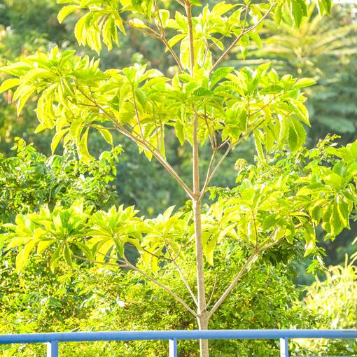 Event cover Avenida Dom Aguirre domingo Sorocaba 