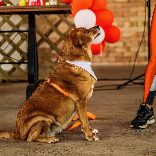 Capa do evento C�ominhada Younique