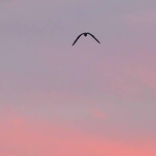 Copertura dell'evento Pq Dom Quixote - ter�a feira - noite - Sorocaba 