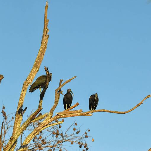 Event cover Pq Dom Quixote - quinta feira - Sorocaba 