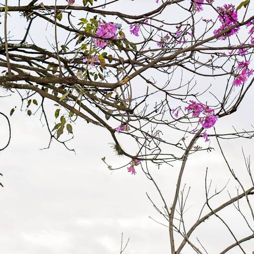 Event cover Av Dom Aguirre Domingo Sorocaba