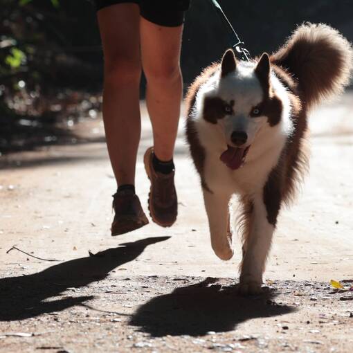 Event cover Treino Canicross Garapa do Japon�s