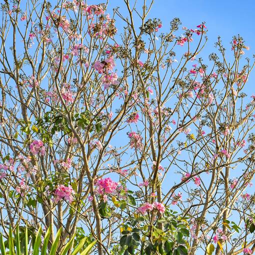 Couverture de l'�v�nement Avenida Dom Aguirre s�bado Sorocaba