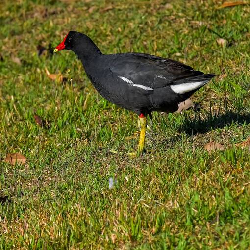 Couverture de l'�v�nement Pq Dom Quixote - domingo - Sorocaba