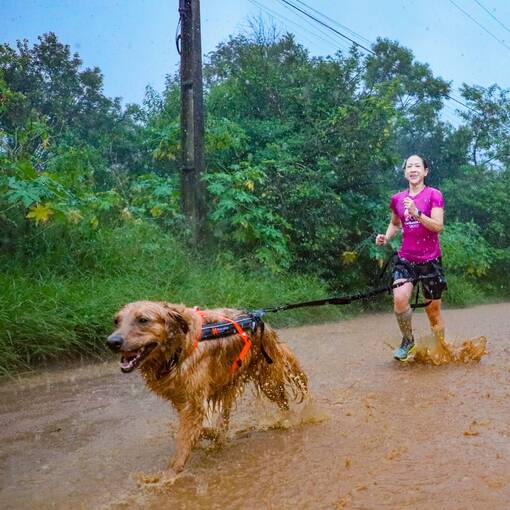 Event cover Treino de Canicross CaniJundiCity - Caf� Sabor da Serra
