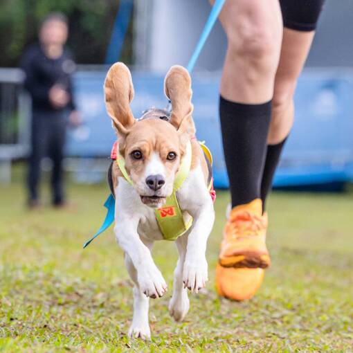 Event cover ROCKY MOUNTAIN GAMES 2026 - JUQUITIBA - Canicross