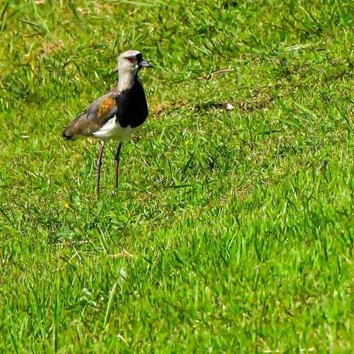 Event cover Pq Dom Quixote - sexta feira - Sorocaba