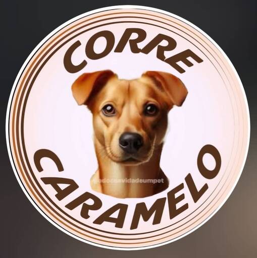 Copertura dell'evento Meus Treinos  -  Corre Caramelo