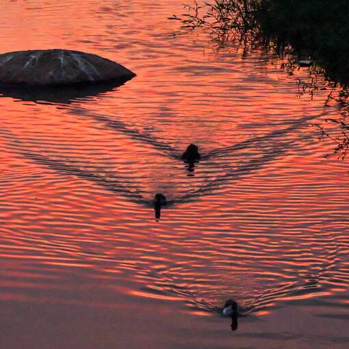 Copertura dell'evento Pq Dom Quixote - quarta feira - noite - Sorocaba 