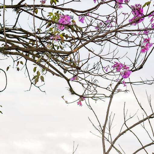Copertura dell'evento Avenida Dom Aguirre Domingo Sorocaba