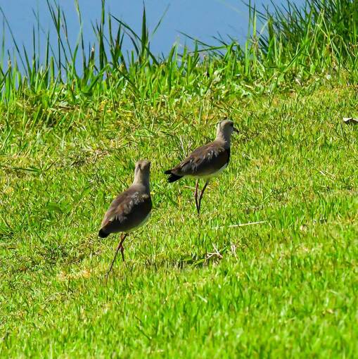 Capa do evento Pq Dom Quixote - s�bado - Sorocaba