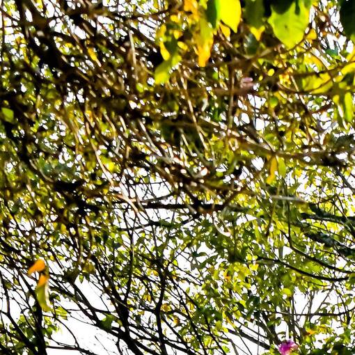 Capa do evento Avenida Dom Aguirre s�bado Sorocaba