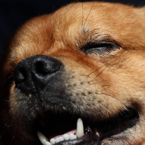 Event cover Doguinho Scar