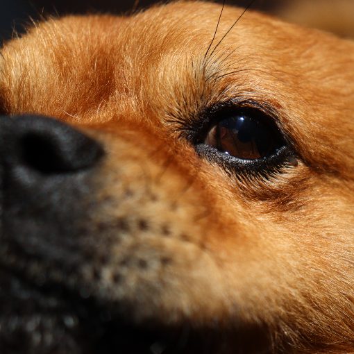 Event cover Com amor, Scar