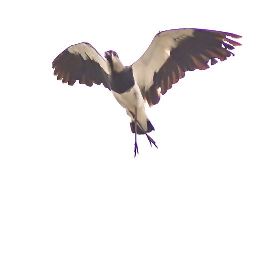 Event cover Pq Dom Quixote - s�bado - Sorocaba