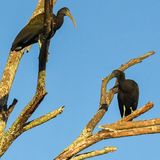 Event cover Pq Dom Quixote domingo manh� Sorocaba