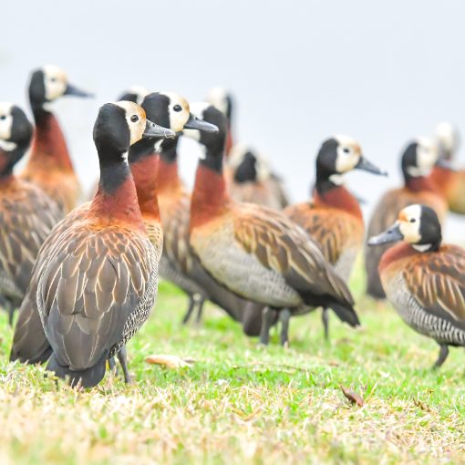 Event cover Pq Dom Quixote - sexta feira - Sorocaba