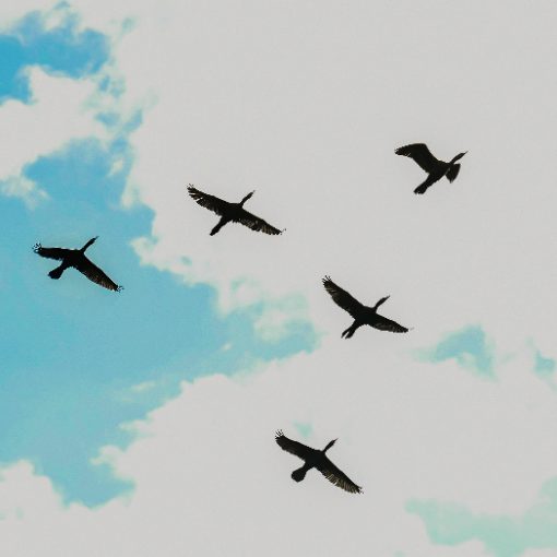 Event cover Pq Dom Quixote s�bado Sorocaba 