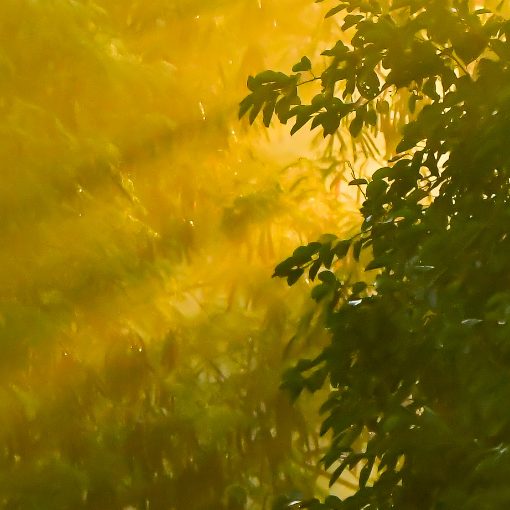 Event cover Avenida Dom Aguirre Domingo Sorocaba