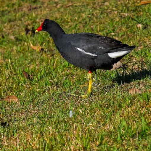 Event cover Pq Dom Quixote - domingo - Sorocaba