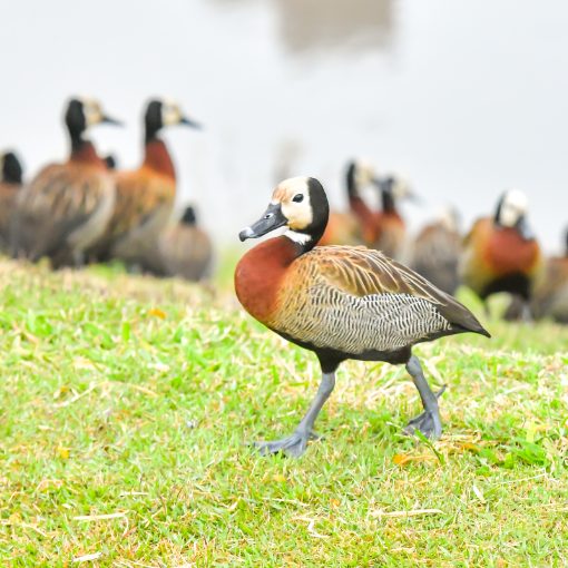 Copertura dell'evento Pq Dom Quixote - quarta feira - Sorocaba 