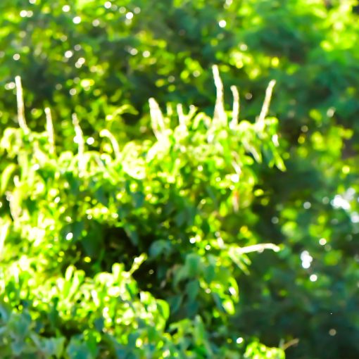 Copertura dell'evento Avenida Dom Aguirre s�bado Sorocaba