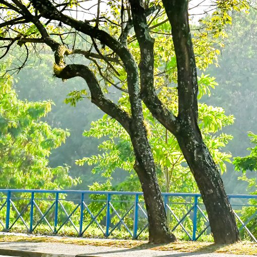 Copertura dell'evento Avenida Dom Aguirre Domingo Sorocaba