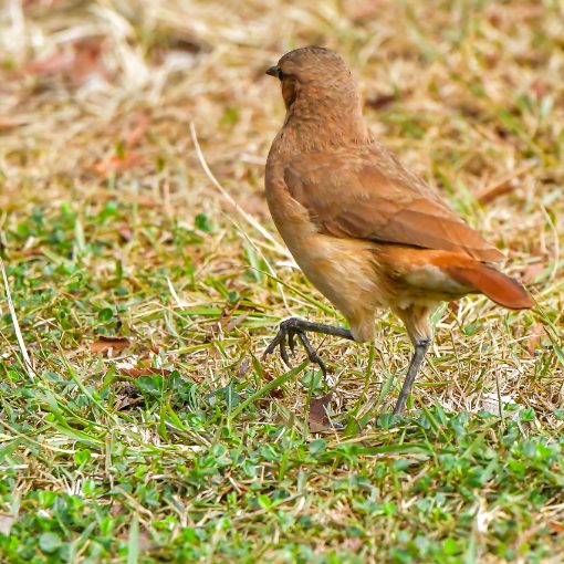Copertura dell'evento Pq Dom Quixote - domingo - Sorocaba