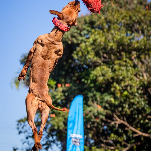 Event cover GAME DOG - Olimpíadas CBKC 2026