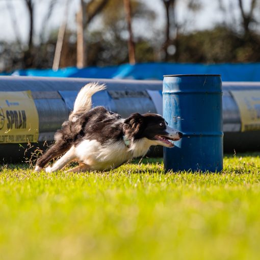 Event cover TAMBOR DOG - Olimpíadas CBKC 2026