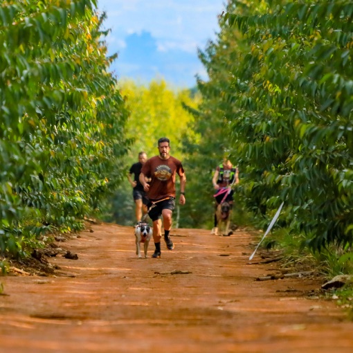 Event cover Live!+ Trail Run & Canicross - Serra de São Francisco