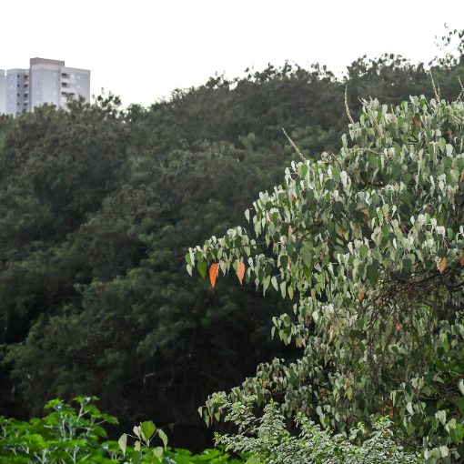 Event cover Avenida Dom Aguirre sábado Sorocaba