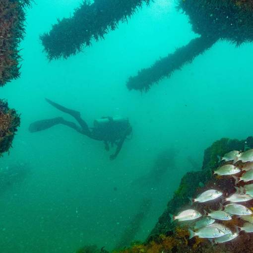 Event cover Mergulho BlackAdder 05dez2020  SharkDive - Maramar