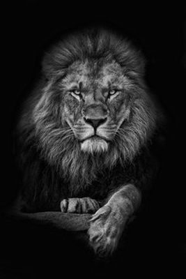 Lion Lens Photo
